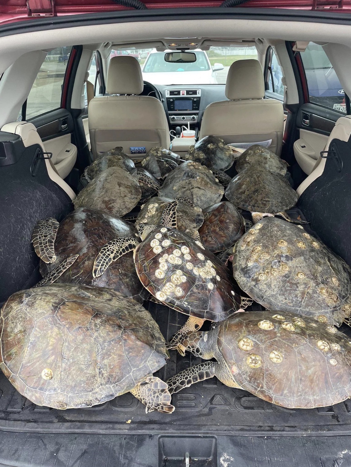 turtles in car